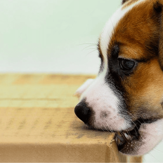 Lick My Box