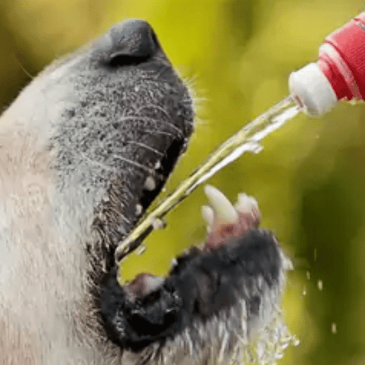 Hydrate or Die Straight